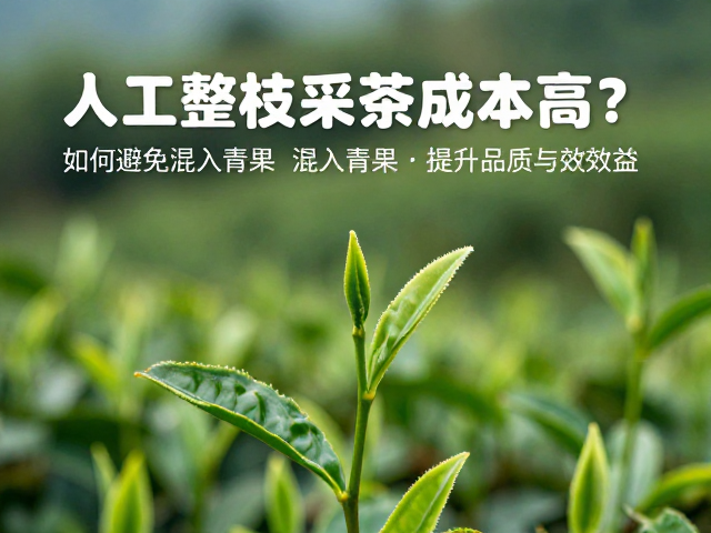 提升茶叶品质与综合效益的路径