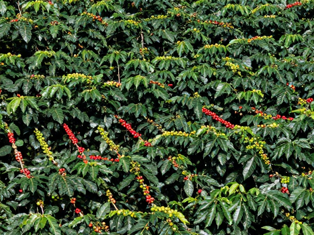 生物多样性种植系统的构建与生态平衡