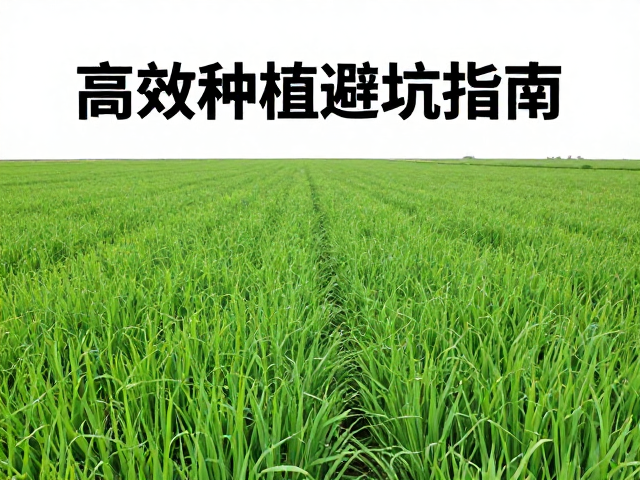 适时移栽：规避逆境，确立生长优势