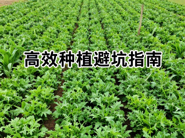 高效种植：数据驱动与精细化管理实践