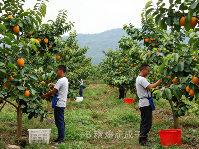 人工熟果精采成本高:山地种植区成熟度分选优化方案