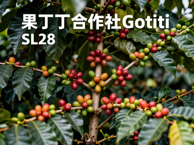 SL28品种的风味特征与种植优势