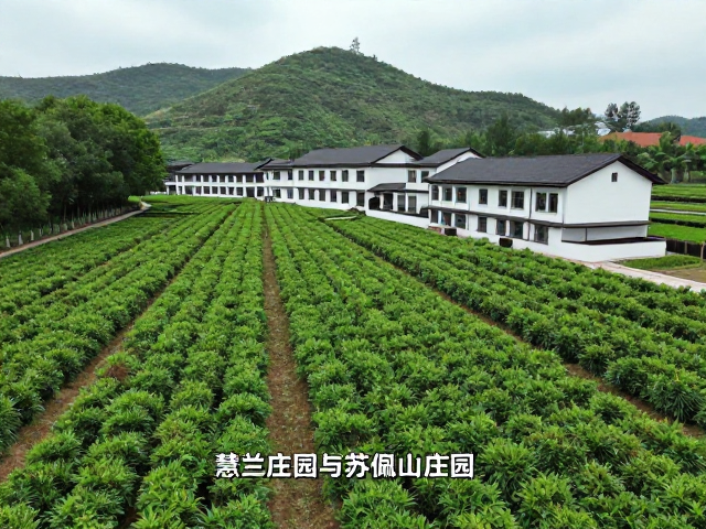 半水洗处理工艺的核心逻辑与风味塑造