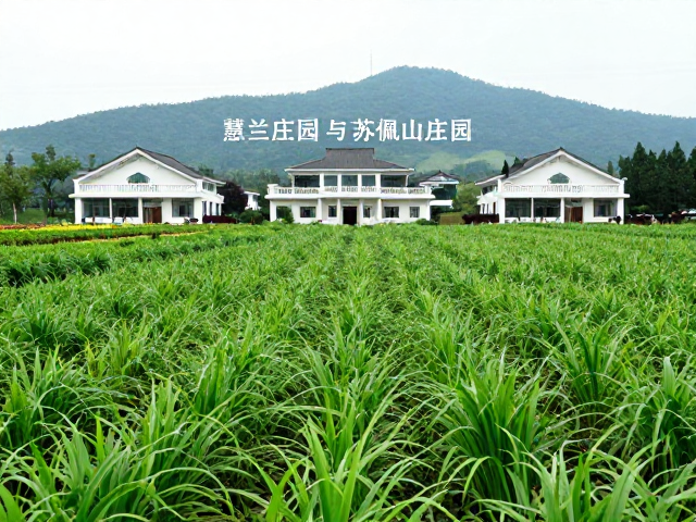 半水洗风味特征与市场认知现状
