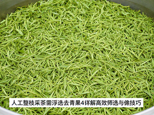 浮选后茶叶的提质与工艺衔接