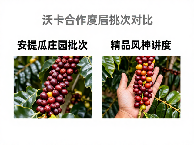 安提瓜庄园沃卡批次的风味差异解析