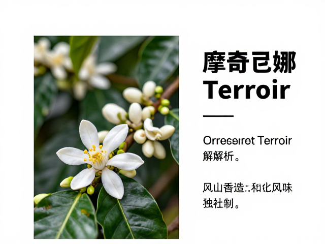 独特花香的风味形成机制