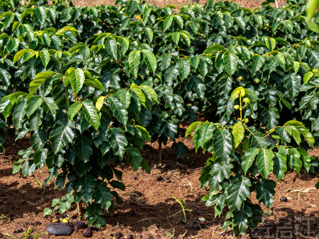 人工驯化萌芽:从野生到标准化种植的跨越