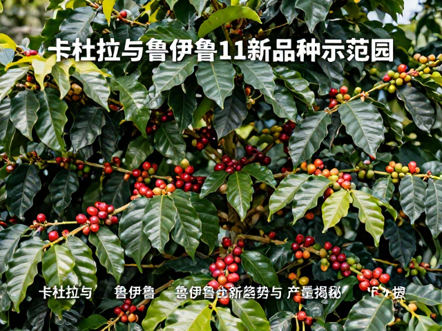 卡杜拉与鲁伊鲁11品种的特性解析