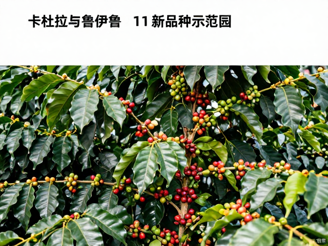 产量表现与经济效益分析