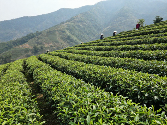 高海拔山地种茶，小农散种遮阴比例分级管理实战指南