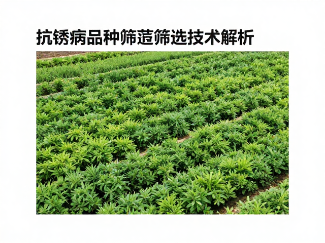 抗锈病品种筛选的生物学基础