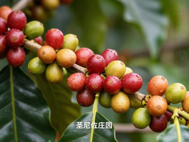 品种特性与微气候对甜感形成的协同作用