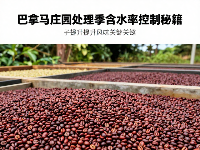 提升咖啡风味的关键干燥阶段管理