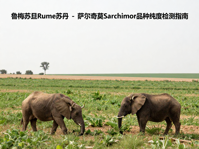田间栽培表现差异与监测