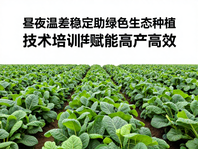 绿色生态种植的经济与社会效益转化