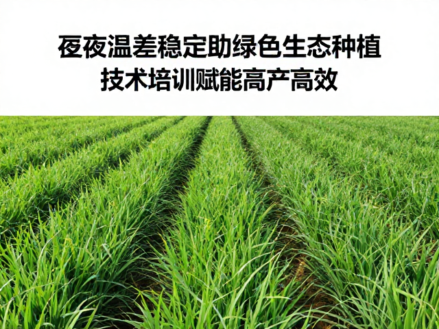 昼夜温差稳定助绿色生态种植,技术培训赋能高产高效