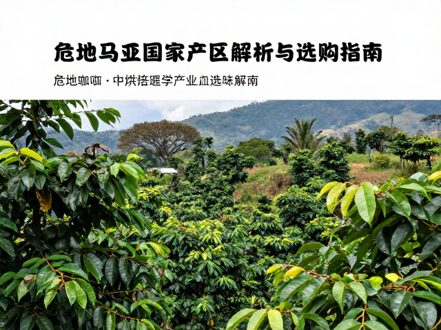 危地马拉单品咖啡，中烘焙国家产区风味解析与选购指南