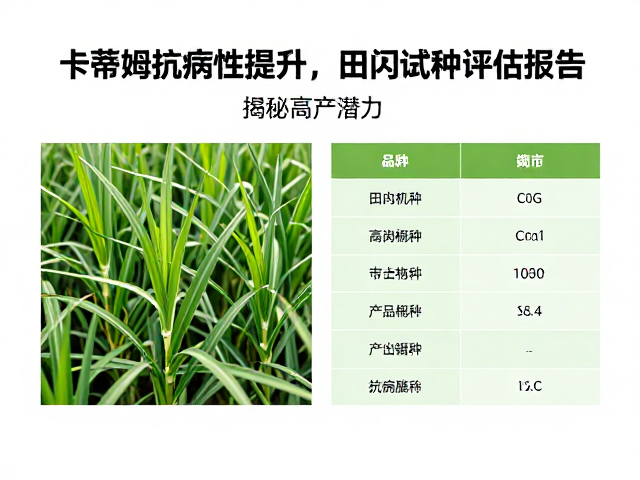 卡蒂姆抗病性提升，田间试种评估报告，揭秘高产潜力