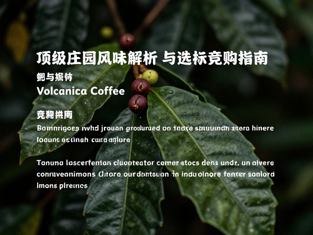 竞标批次的风味特征与感官表现