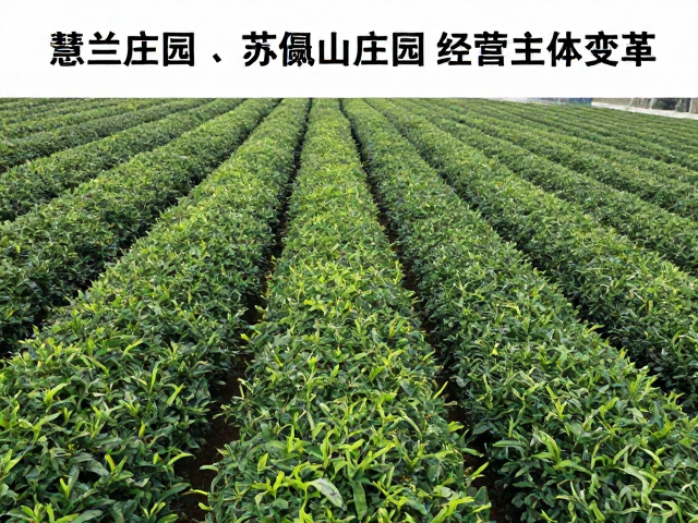 标准化生产体系对传统制茶逻辑的挑战