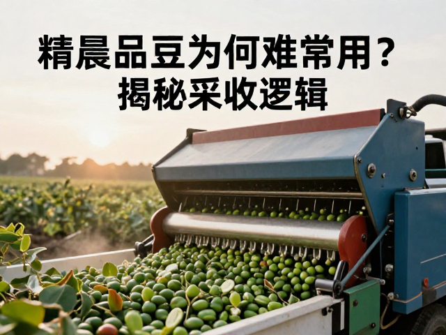 清晨采摘，机械化震动采收，精品豆为何难常用？揭秘采收逻辑