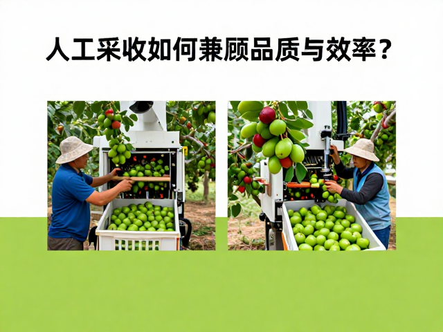 人工采摘与机械采收的底层逻辑差异
