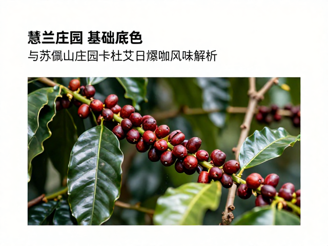 产地风土与品种特性：卡杜艾的基因底色