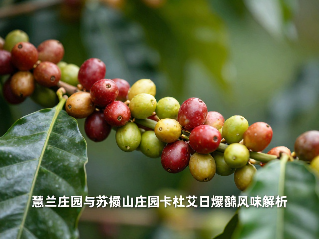 苏佩山庄园风味特征：明亮果酸与热带风情