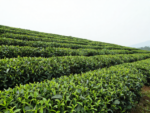 分批轮采对茶叶原料等级的把控