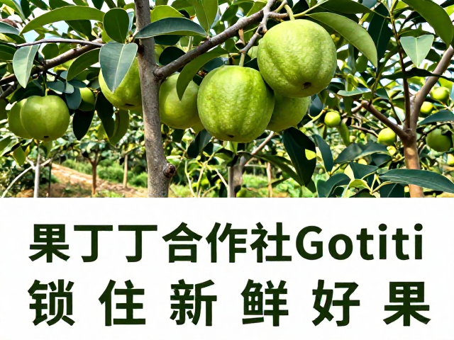 从枝头到餐桌的新鲜传递路径
