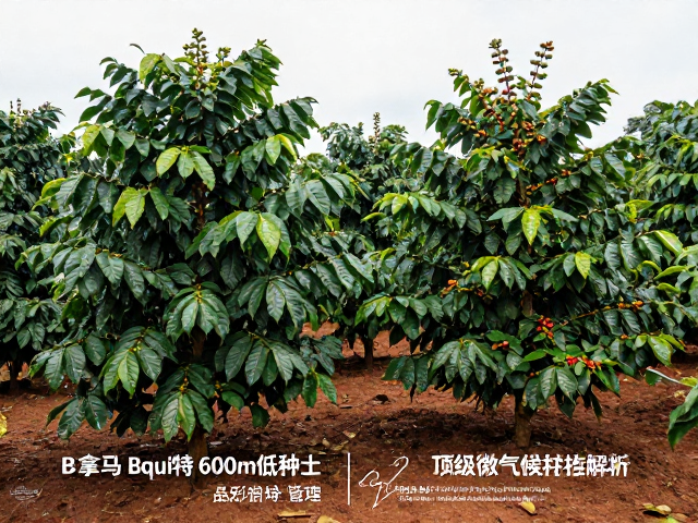 波奎特低海拔产区的品种适配与农艺管理