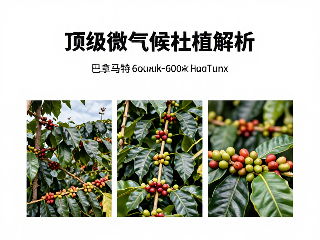 处理法对低海拔咖啡风味的重塑