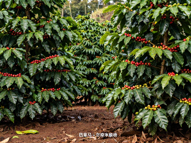 巴拿马波奎特微气候与低海拔种植环境的独特性