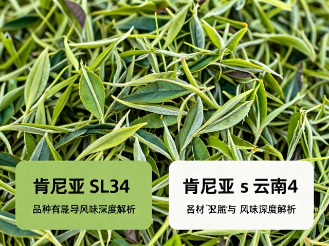 市场定位与饮用场景的差异