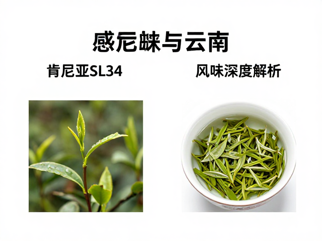 感官风味特征的深度解析