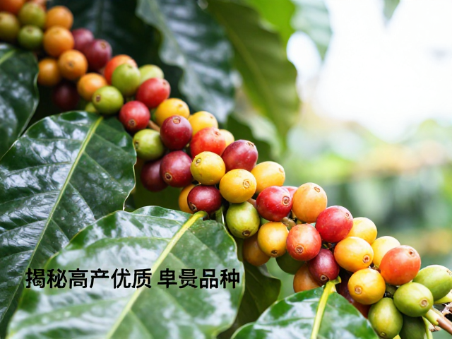 产区表现与市场价值体现