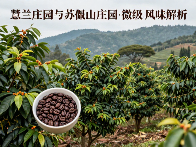 苏佩山庄园的风味图谱与感官特征