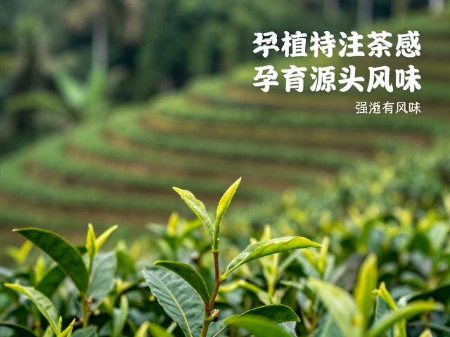 处理法对风味骨架的塑造