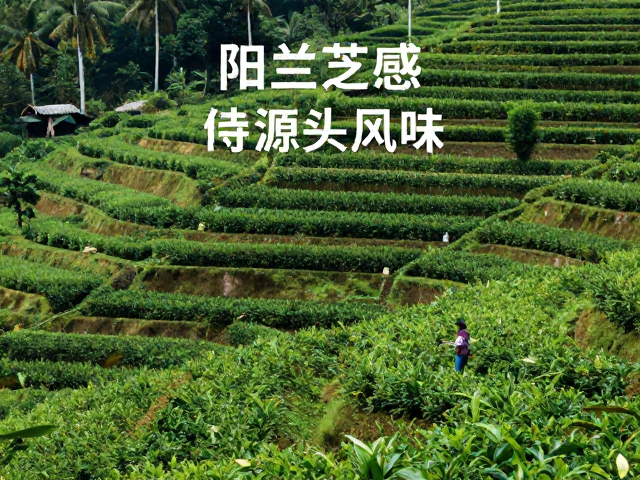 感官特征与风味图谱解析