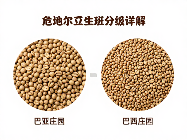 对标巴西庄园的风味差异与市场定位