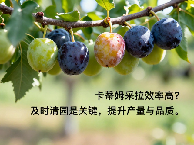 卡蒂姆采收效率高？及时清园是关键，提升产量与品质