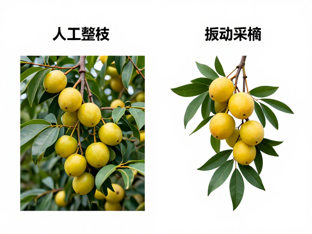 人工整枝与振动采摘对比,黄果成熟期高效采收方案