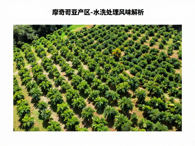 水洗处理工艺对风味的塑造