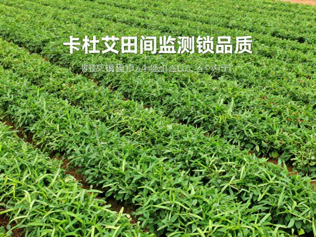 田间监测对品质锁定的关键作用