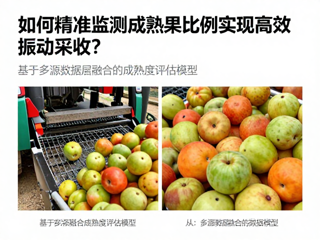 机械化震动采收技术,如何精准监测成熟果比例实现高效振动采收?