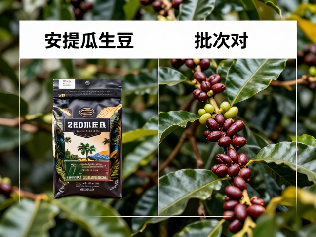 美洲头部生豆品牌安提瓜庄园批次对比，深度解析顶级风味差异
