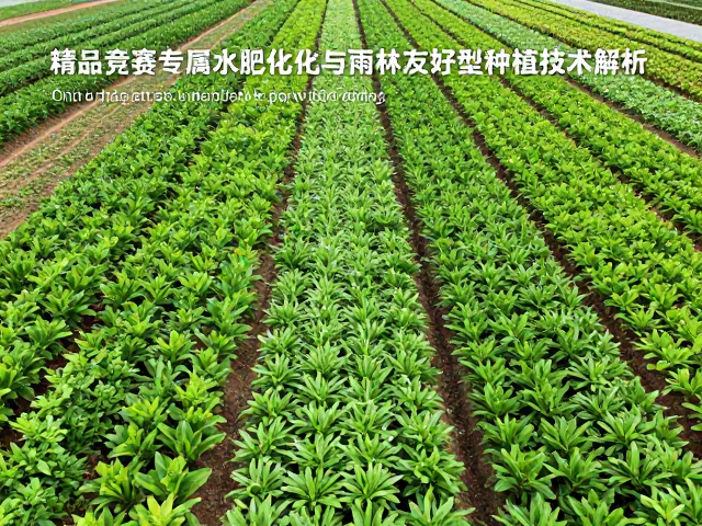 精品竞赛专属试验田，水肥一体化与雨林友好型种植技术解析