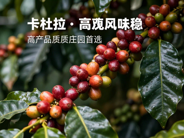 卡杜拉咖啡，采摘高效风味稳，高产优质庄园首选