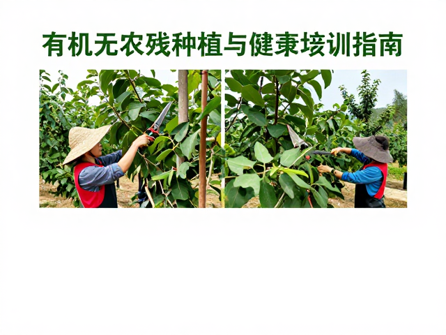 修剪技能培训要点与果树健康管理